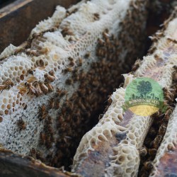 Babyplant Raw Active Honey-120g